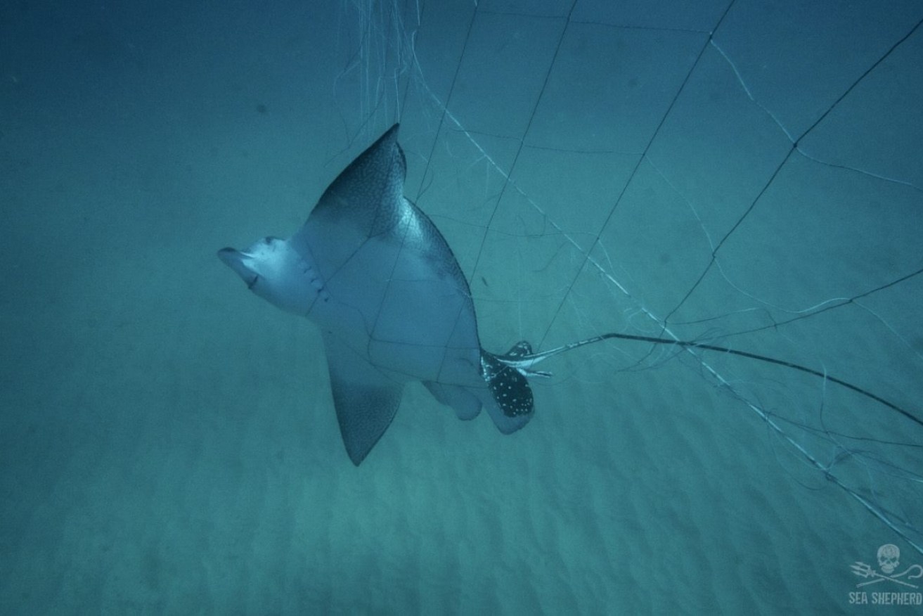 Sea Shepherd accused the NSW state government of leaving two eagle rays entangled in shark nets to die.