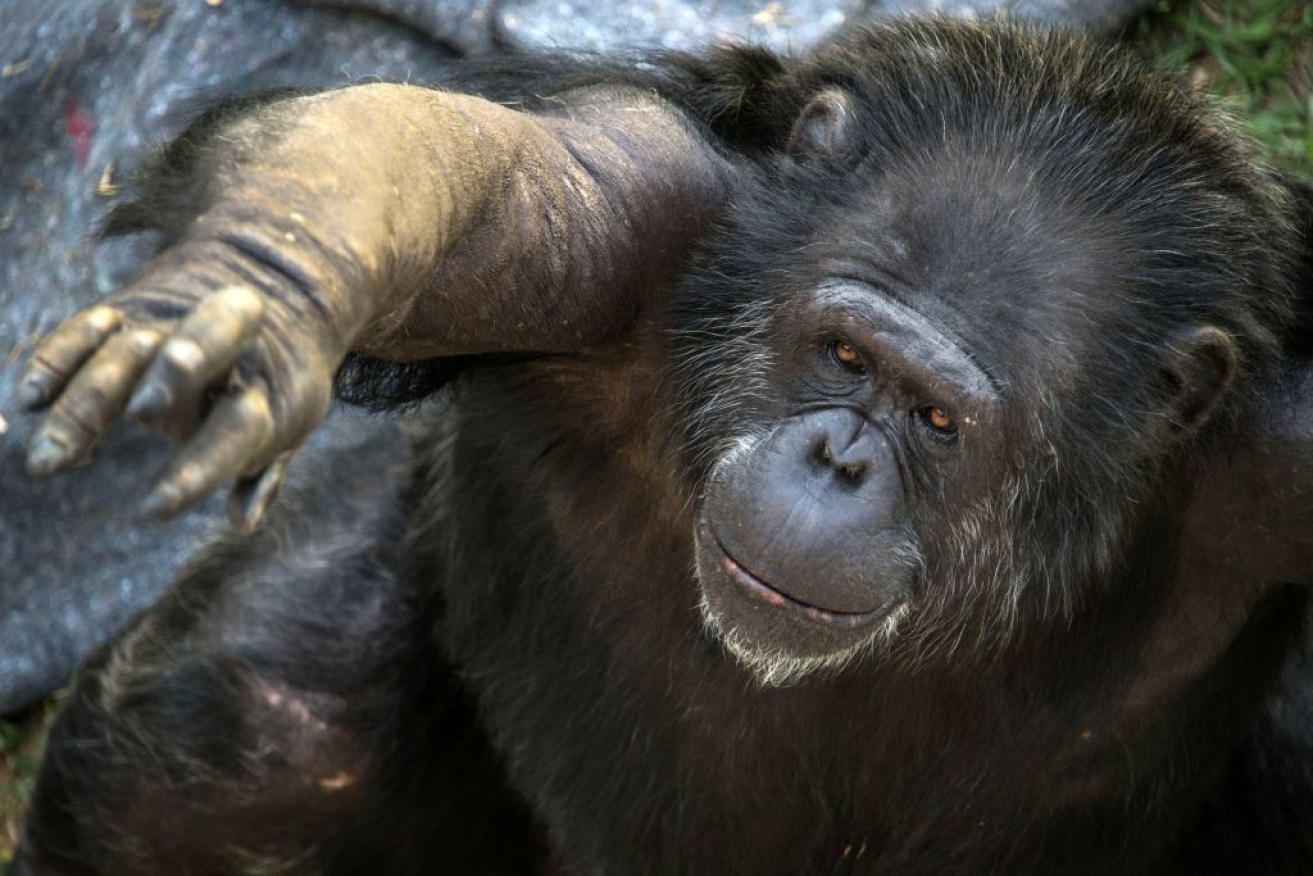 Researchers say chimps and bonobos share many of the same signs and meanings in their visual language.