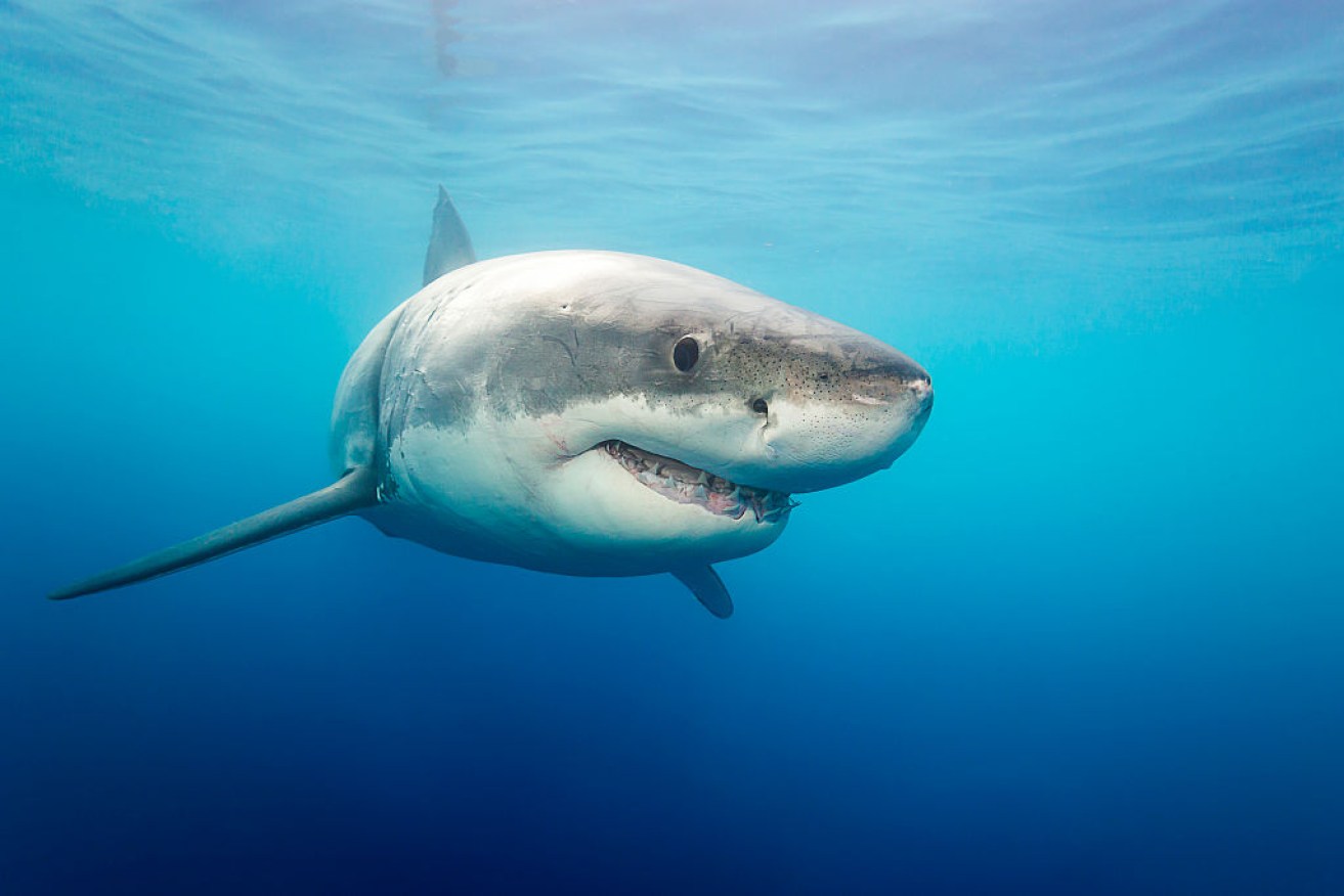 The WA government won't commit to SMART drum lines in a bid to protect water users from shark attacks.