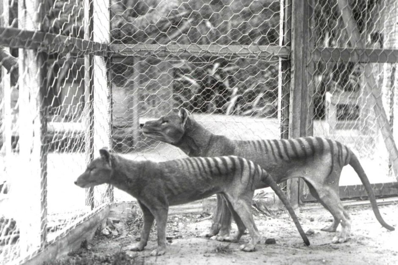 Researchers say the Tasmanian tiger would have shared a common ancestor with dogs and wolves.