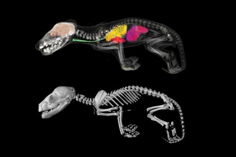 New 3D images of Tasmanian tigers reveal evolutionary secrets