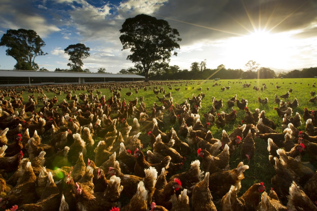 This is what 2500 chickens per hectare looks like – the new standard allows 10,000.