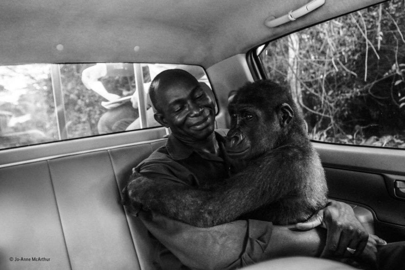Pikin, a lowland gorilla, was rescued by Ape Action Africa.