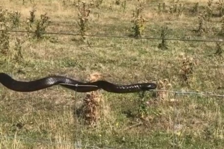 Tiger snake&#8217;s high-wire act at Tasmanian farm a social media sensation