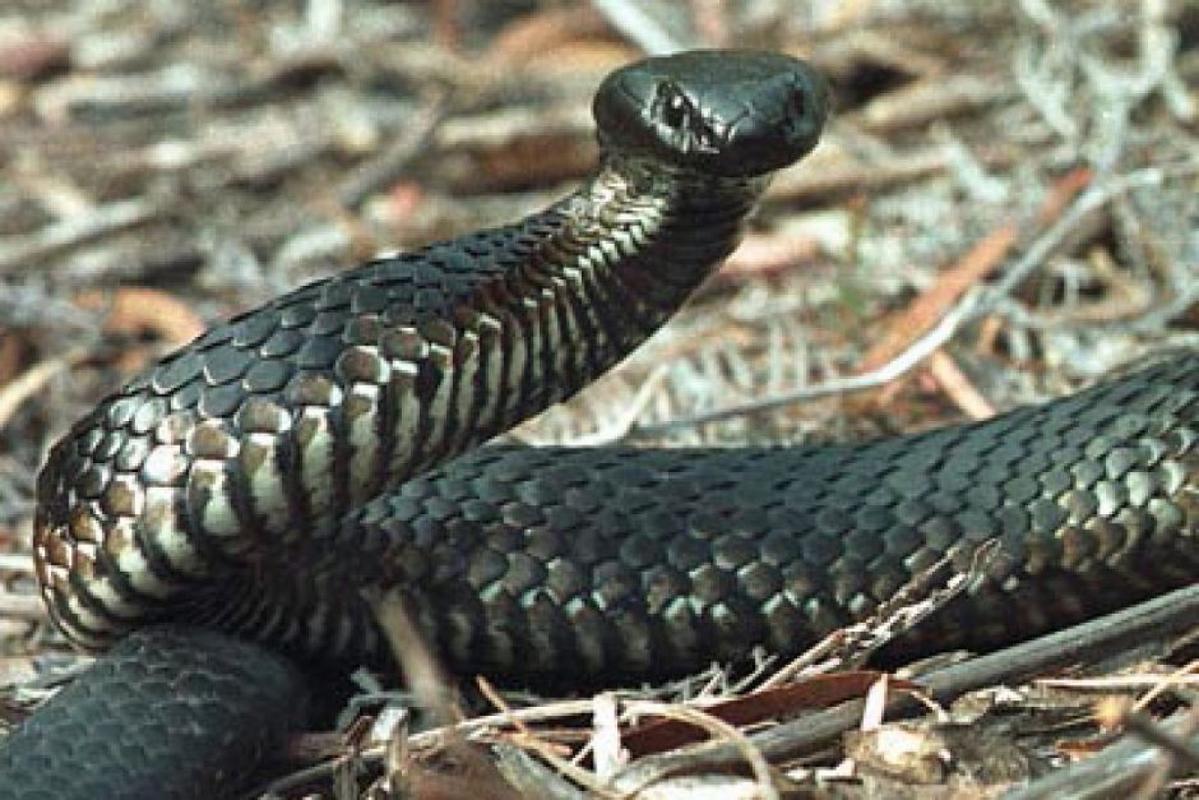 Australia is home to some of the world's most lethal snakes.