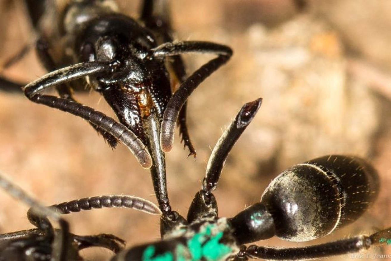 Close up of a Matabele ant tending to the wounds of a comrade.  