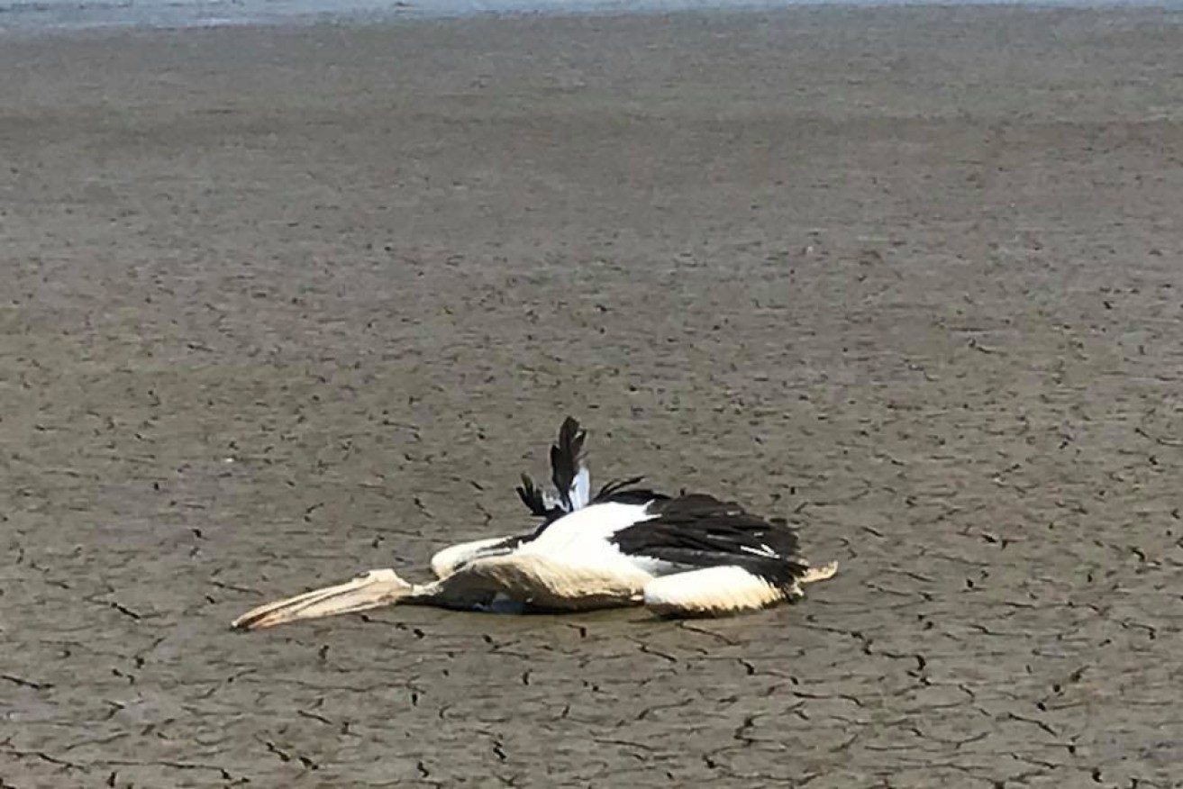 Dead pelicans have been found around Bushells Lagoon and will form part of Hawkesbury council's investigation.