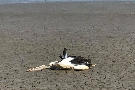 Dead pelicans, turtles and hundreds of rotting fish around Sydney lagoon spark call for action