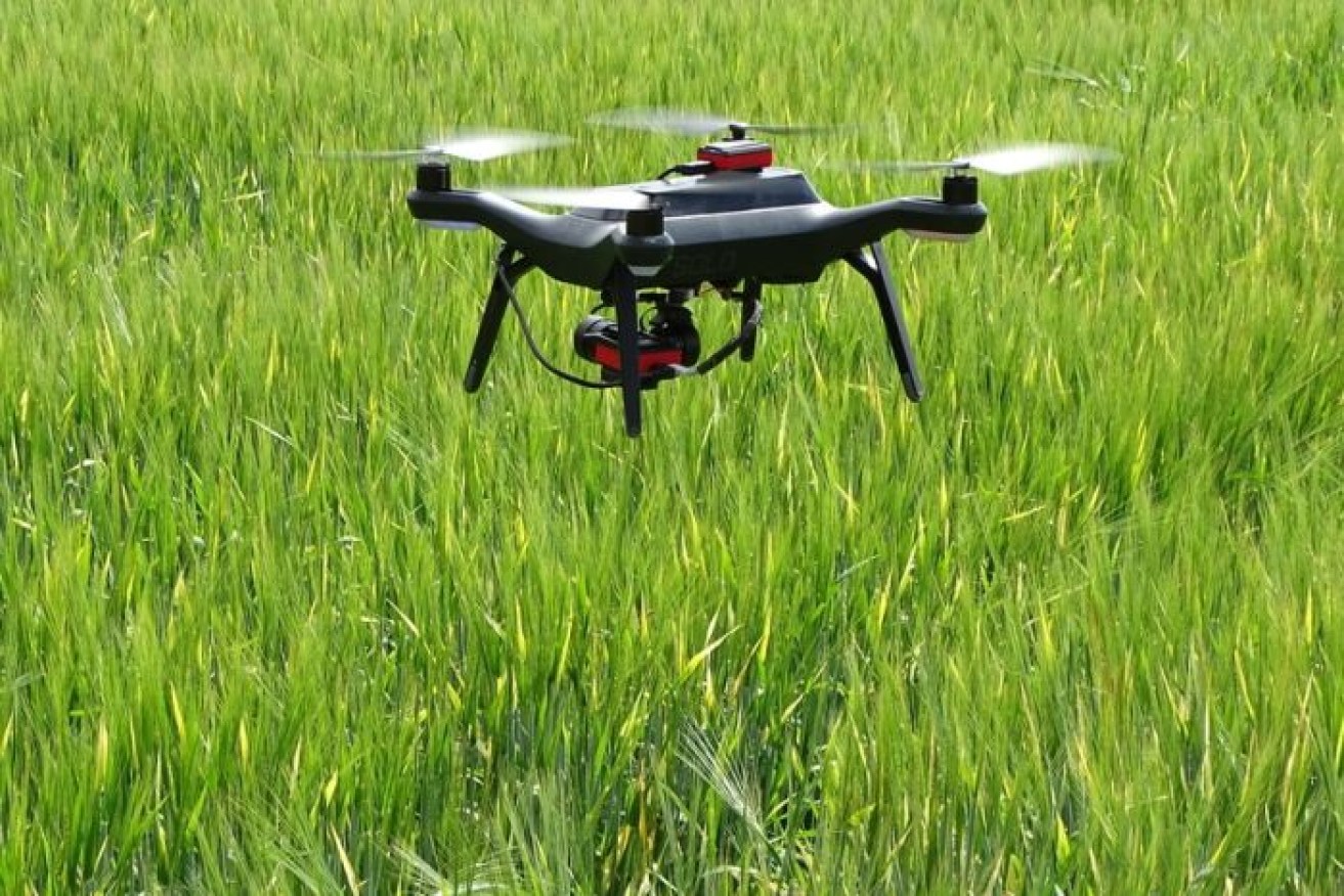 Researchers used drones to check on their hands-free paddock of barley.