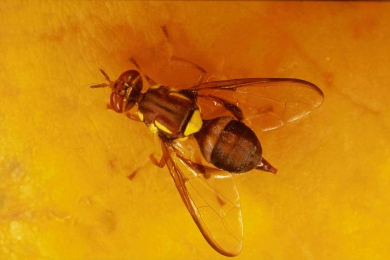 The Government says any breakdown in fruit fly controls "is of very serious concern".

