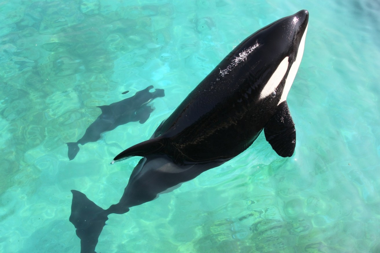 Wikie with her calf at Marineland animal exhibition park in the French Riviera city of Antibes.