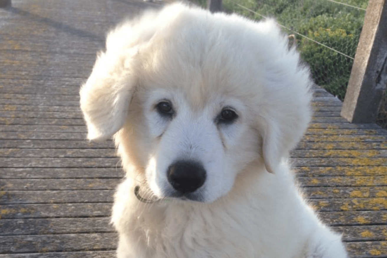 Mezzo the Maremma will be trained for two years before taking over as the penguins' protector.