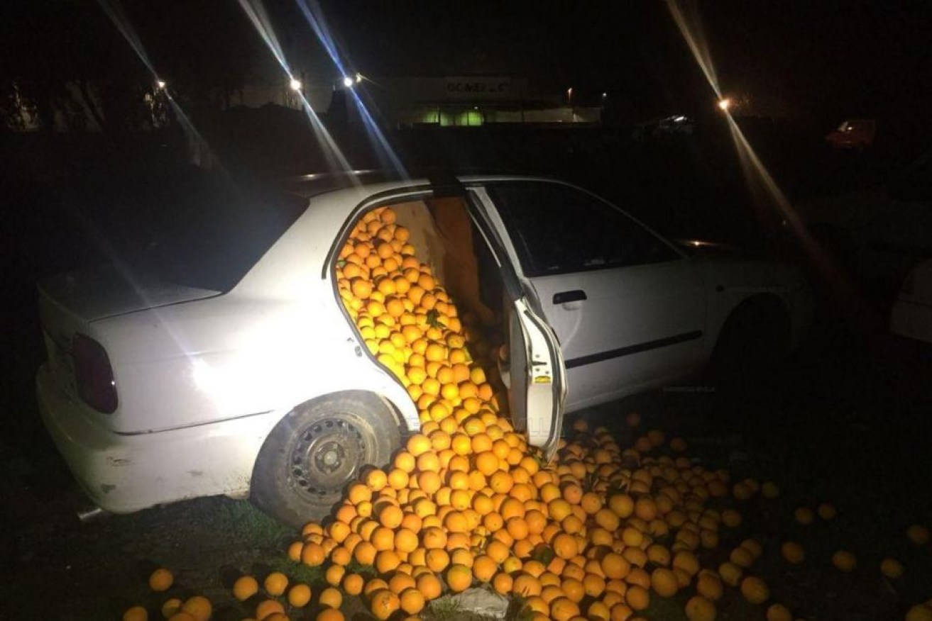 When police checked the car's contents, thousands of oranges spilled out.