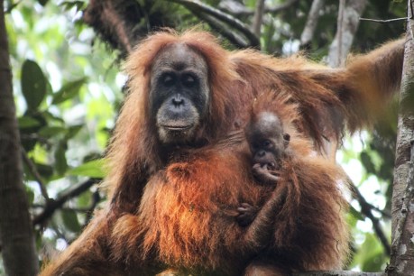 Orangutan numbers in Borneo plummet by more than 100,000 in just 16 years