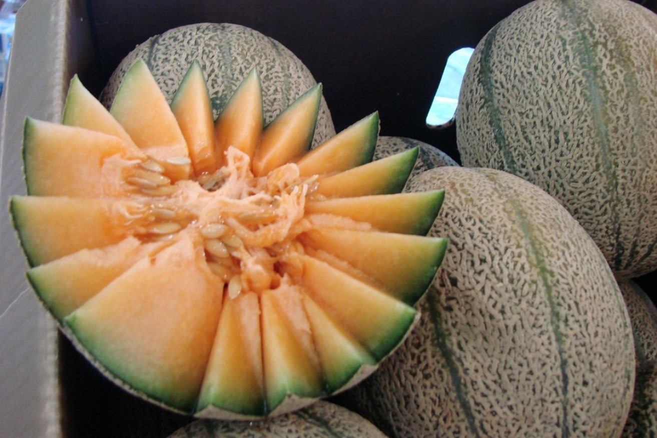 A rockmelon is seen on a kitchen bench in Sydney, Wednesday, August 3, 2016.