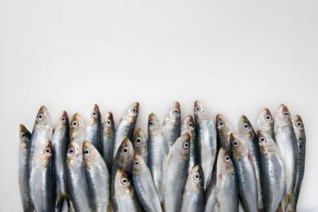 This is why you should probably eat more sardines