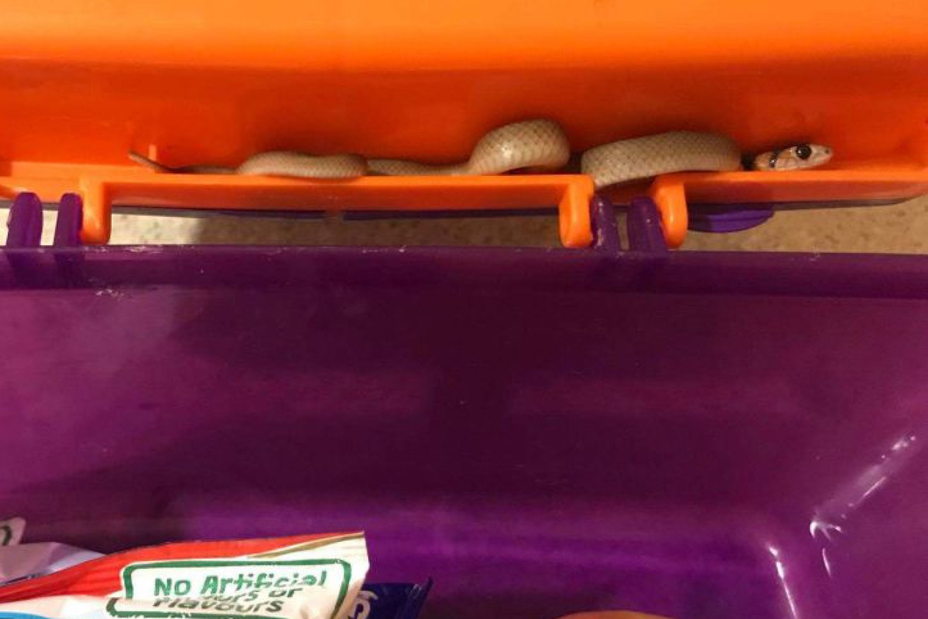 One mum got a big surprise when she went to pack her child's lunchbox.