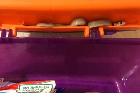Deadly baby brown snake found in child&#8217;s school lunchbox