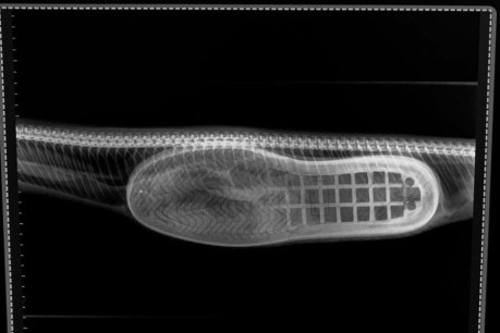 Python snacks on slipper, undergoes surgery to remove it