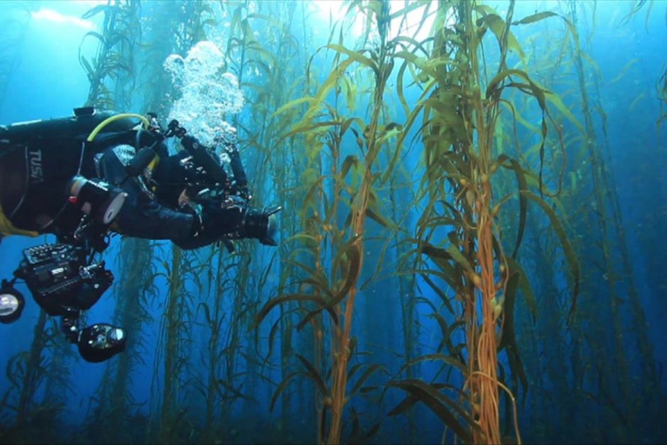 Warm water events have taken their toll on Tasmania's kelp forests.