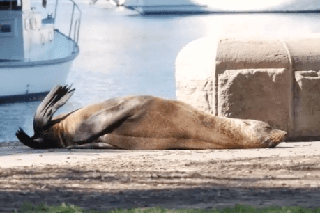 Sydney&#8217;s sunbaking seal dies after being sedated and stretchered away