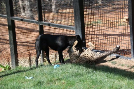 Cheetah and border collie find friendship at Canberra Zoo