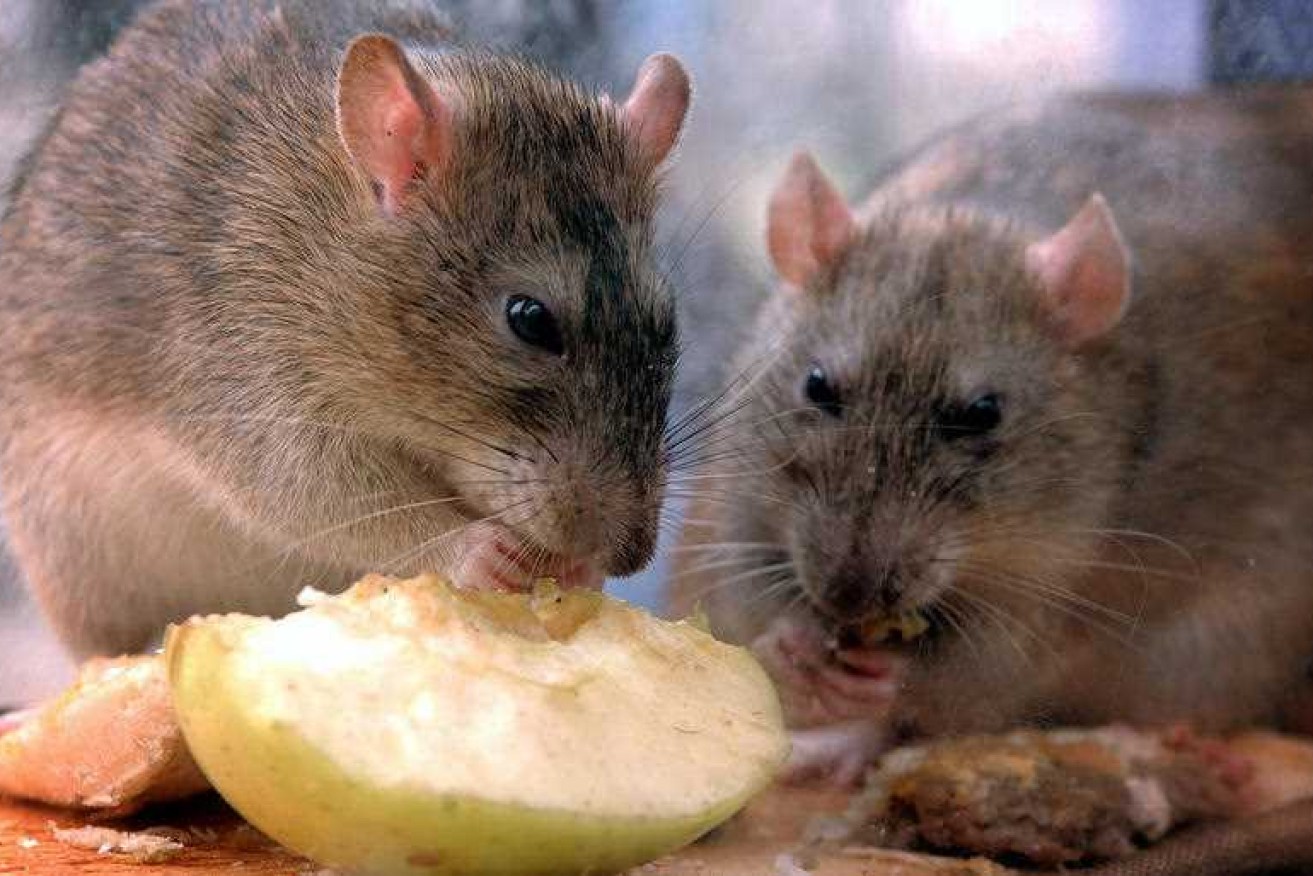 Adelaide has been hit by a "plague" of rats, with pest controllers saying the problem is worse than usual for this time of year.