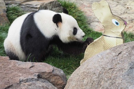 Sawdust for Easter? Adelaide&#8217;s pandas love it