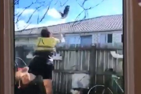 RSPCA on the hunt for a man in cat-throwing video