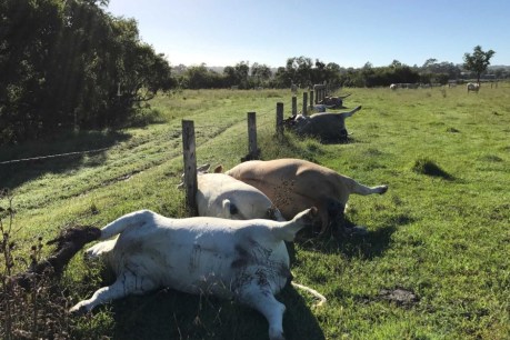 Six cows killed by lightning strike &#8216;blown into the fence&#8217;