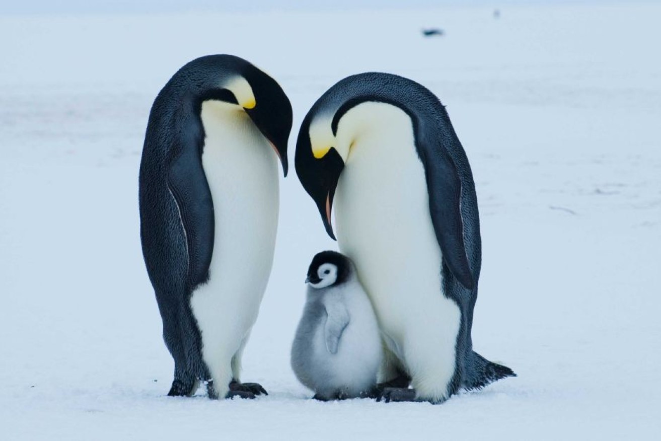 An emperor penguin pair and large chick at the Auster Rookery in Antarctica.