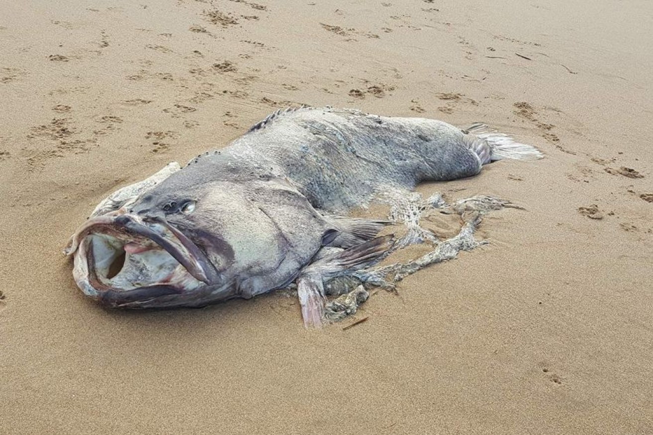 The fish appears to be a Queensland groper, authorities say.