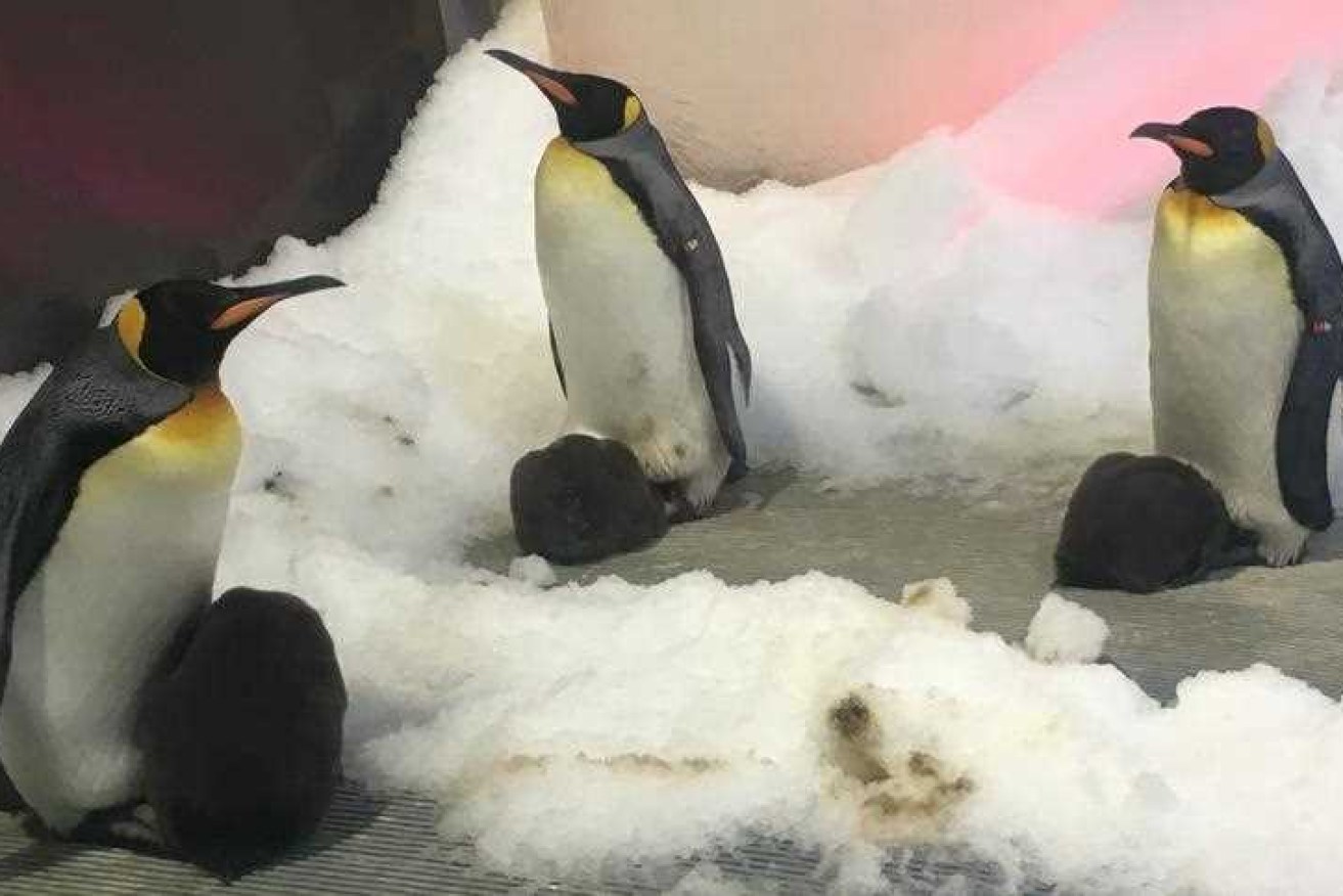 Three baby King Penguin chicks, with their parents, have added to the growing colony at Melbourne Aquarium.