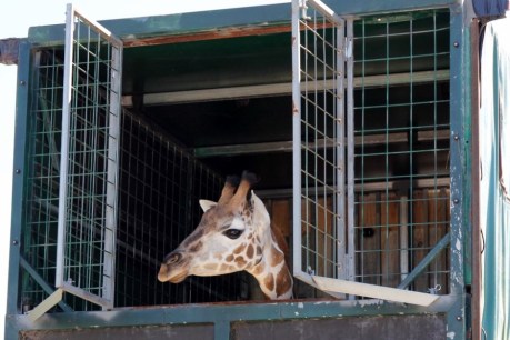 Young giraffe Kebibi embarks on road trip from Canberra to Australia Zoo
