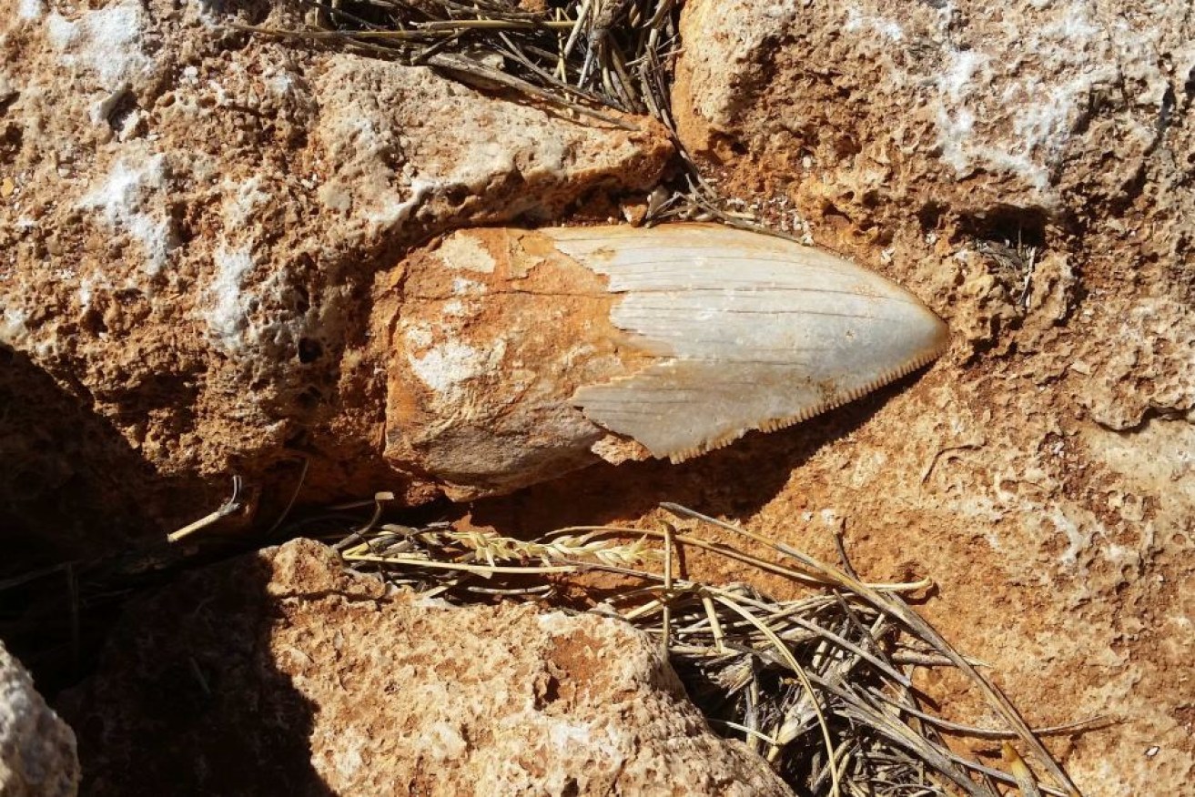 The location of the fossilised tooth in the Cape Range National Park was kept under wraps.