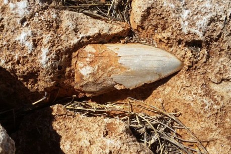 Ancient fossilised Megalodon tooth stolen from secret site in WA