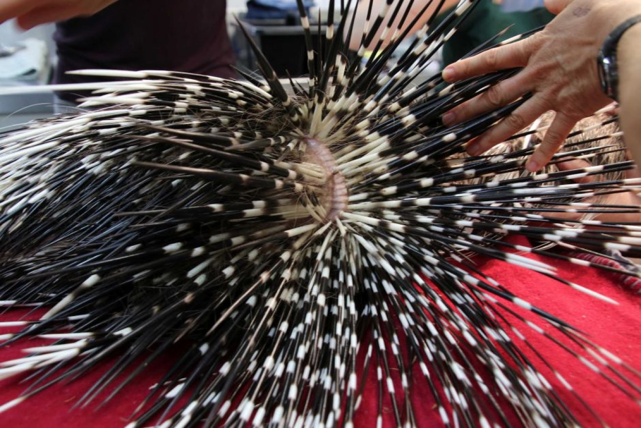 Porcupines have several different types of spine, with each serving a different purpose.