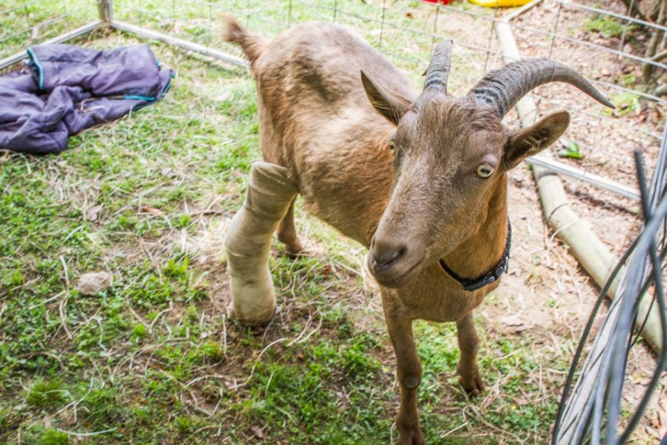 Goats' appetite for just about anything makes them superb weed whackers. <i>Photo: AAP</i>