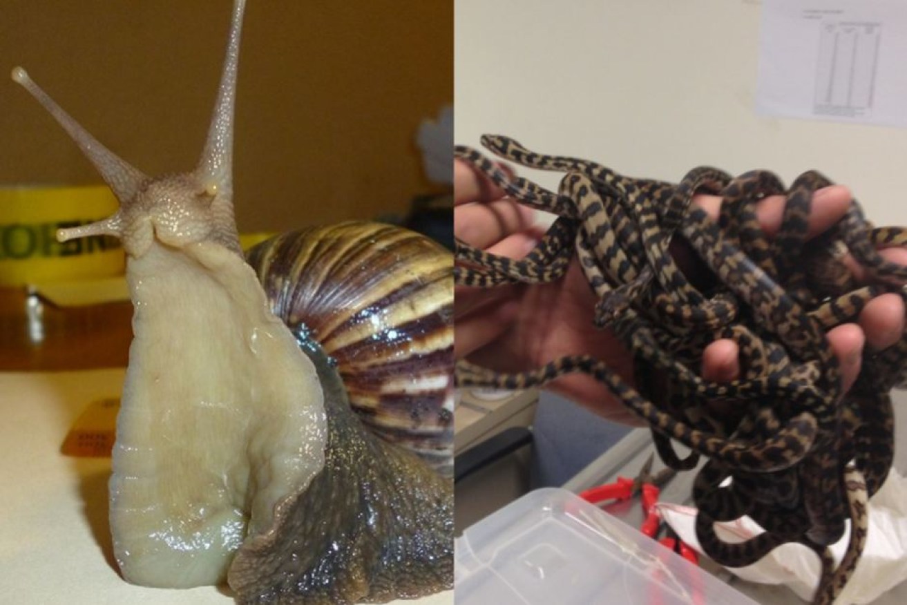 A giant African snail and illegal reptile imports are some of the biosecurity risks.
