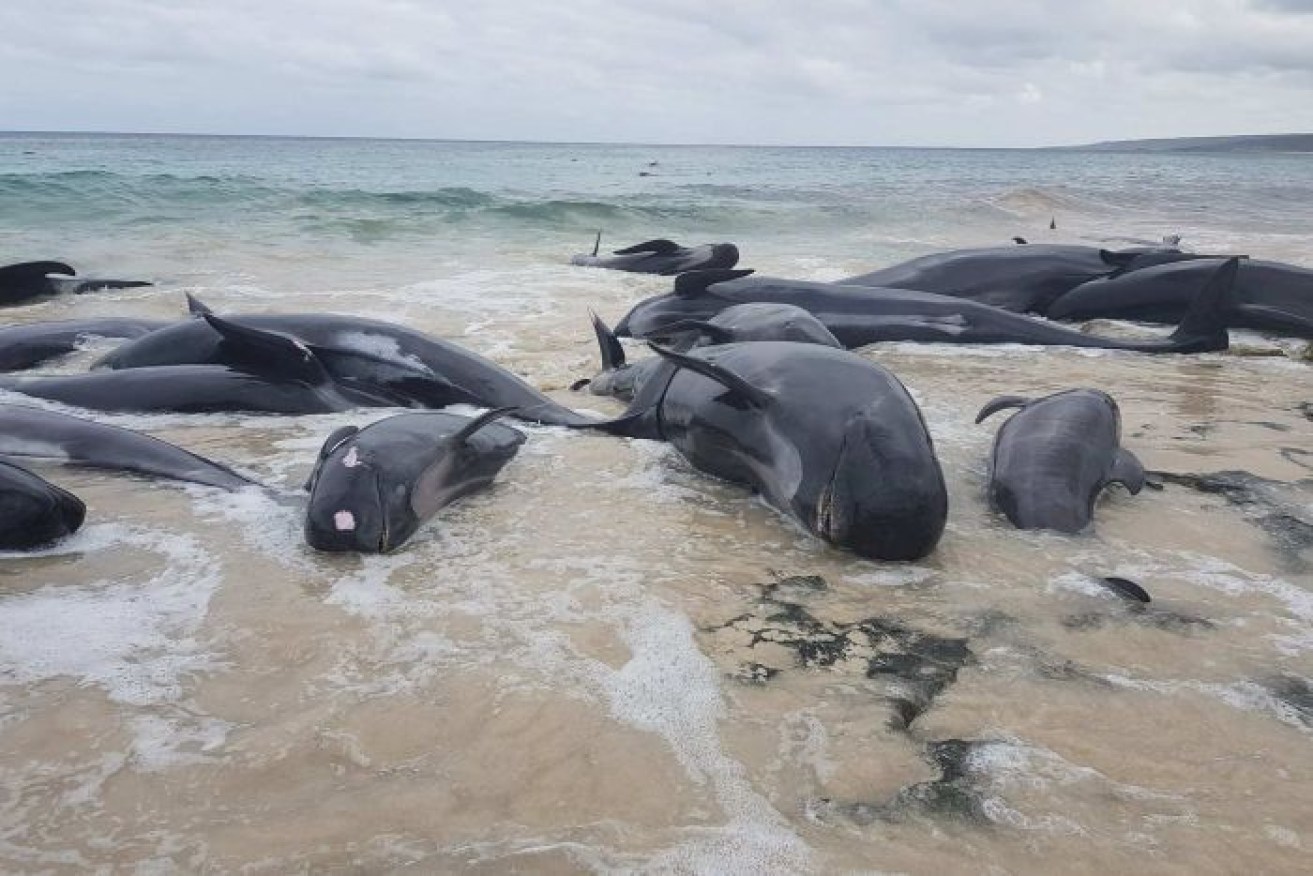 The vast majority of whales could not be saved in one of the largest whale beachings seen in Australia.