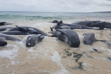Mass stranding of 150 whales at Hamelin Bay near Augusta, almost all dead