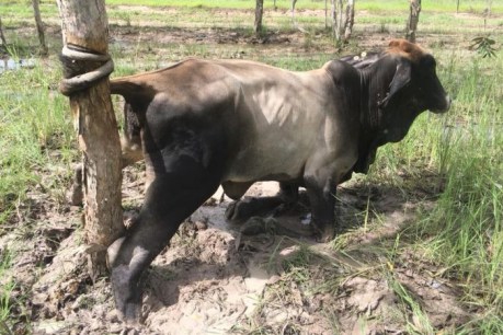 NT cattleman rescues heifer wrapped around a tree by its tail