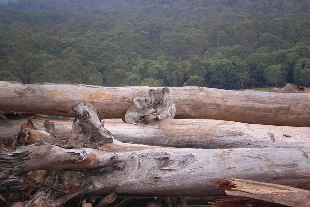 The land clearing laws were ruled invalid on Friday (QLD forest pictured).