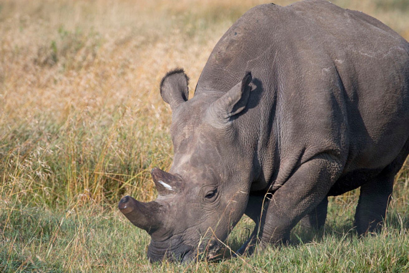 The northern white rhino is critically endangered. 