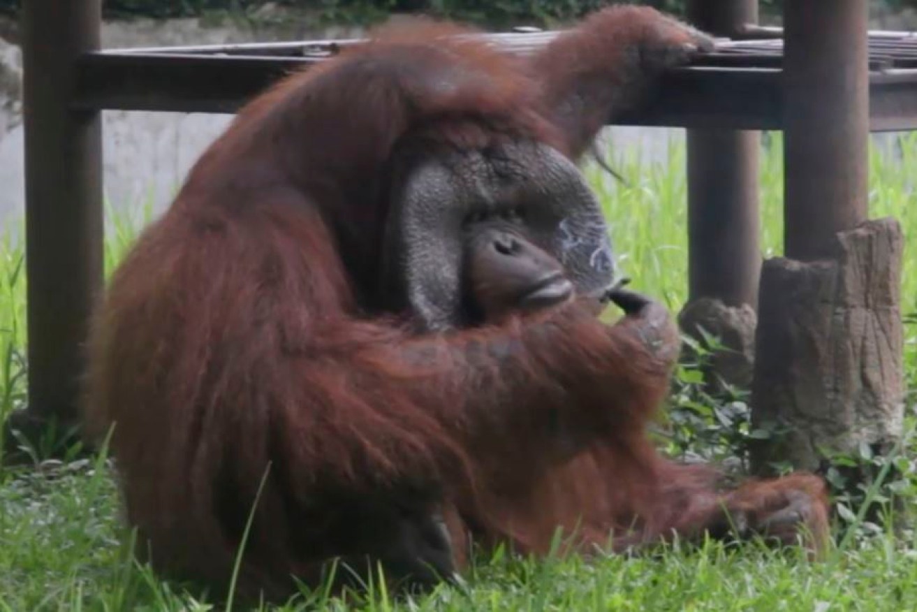 An orangutan has been caught on video smoking a cigarette at an Indonesian zoo.