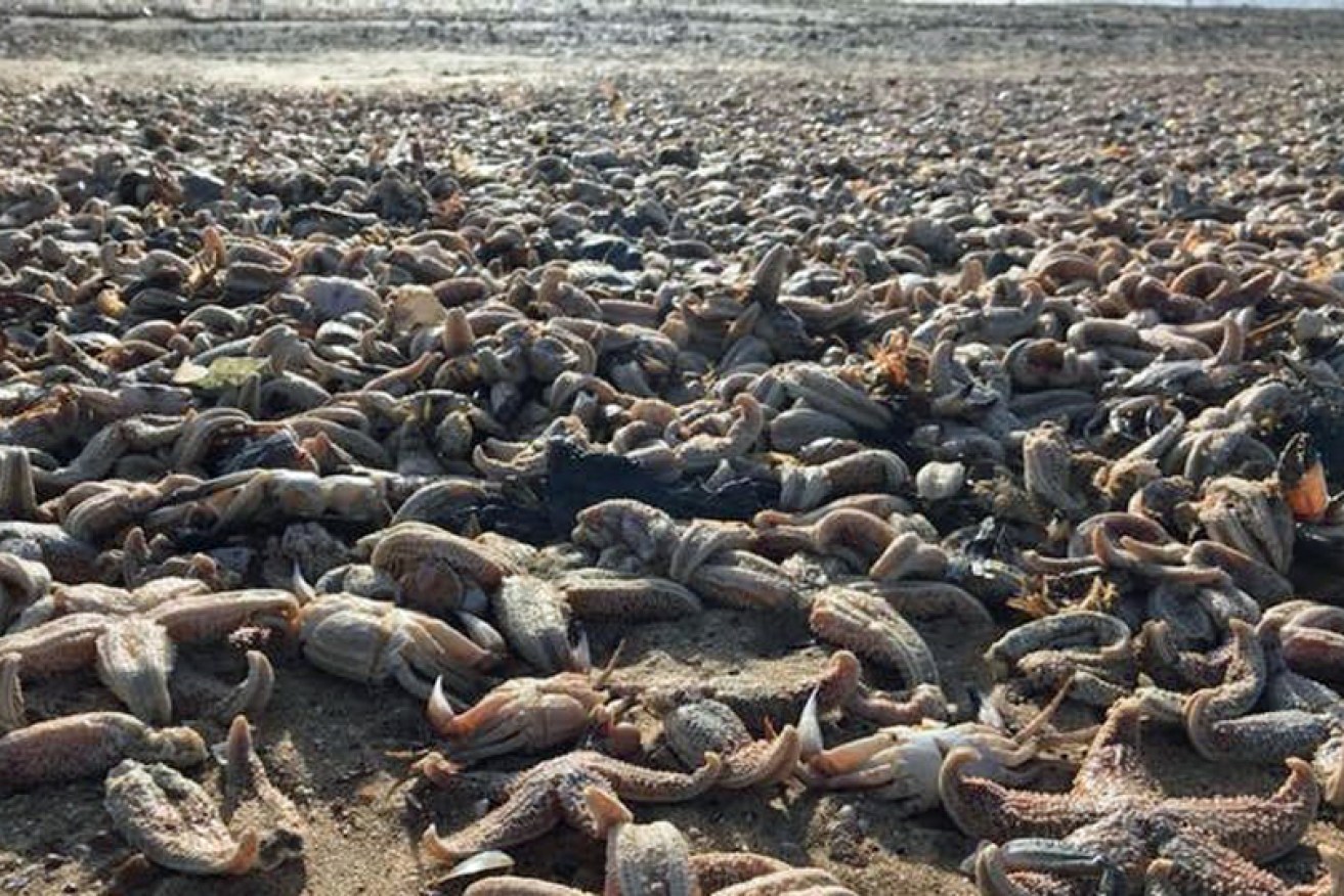A freak weather event has killed thousands of starfish, crabs and other creatures.