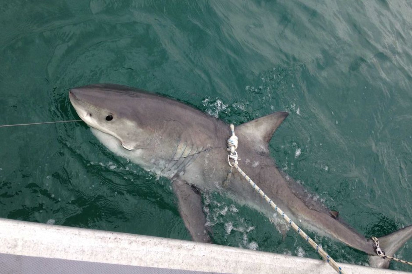 A great white shark that was caught, tagged and released on the NSW far north coast. 