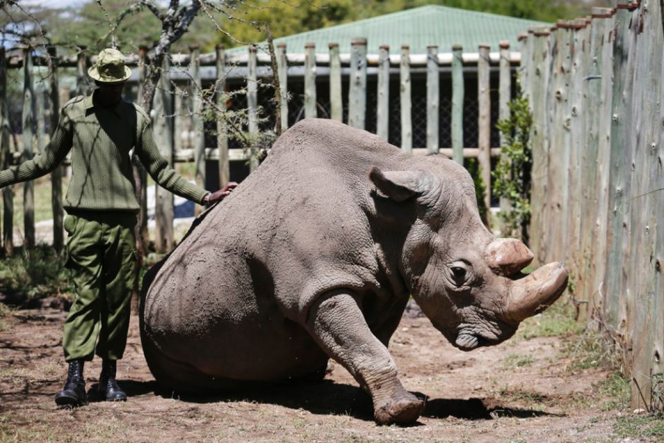 Sudan, the world's last male northern white rhino, was euthanised after his muscles and bones had degenerated.