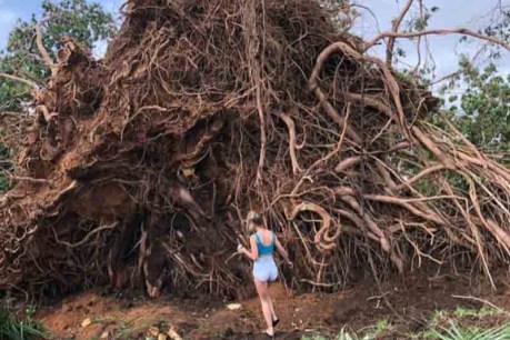 Darwin rolls up its sleeves for a massive clean-up after Cyclone Marcus trashes the Top End