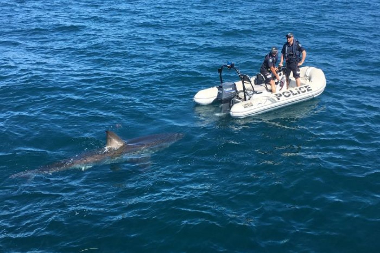 Police keep their distance from a great white at Tapley Shoal. 